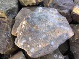 Fossil shells on rocks photo