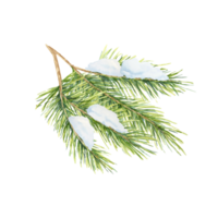 A green spruce branch with fine needles and a touch of snow, Fir, cedar, pine watercolor twig. Isolated clipart for winter event invitations, holiday gift wrap, or festive home decor patterns png