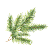 A green spruce branch with fine, detailed needles. Fir, pine, cedar watercolor clipart. This illustration works well for holiday gift wrap, natural product branding, and winter wedding stationery png