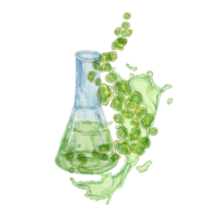 Lab flask with green Chlorella algae splashing out and a seaweed extract splash. Watercolor clipart. Perfect for scientific publications, eco-product branding, or environmental project designs png