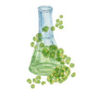 Laboratory flask with green Chlorella algae cells spilling out. Seaweed extract watercolor clipart for use in Wellness, health supplement advertisements, or environmental design projects png