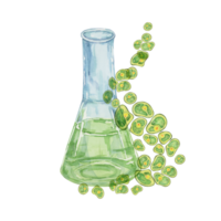 A lab flask filled with green Chlorella algae cells in watercolor. Hand drawn clipart for health product branding, or eco-friendly designs related to algae supplements, wellness and nutrition png