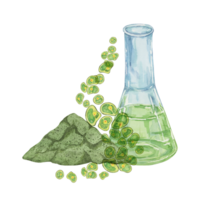 Lab flask with green Chlorella algae cells and algae powder. Seaweed superfood clipart suitable for wellness product packaging, green branding, or educational materials on algae and nutrition png