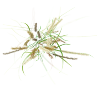 3d Rendering Of Meadow rice grass on Transparent Canvas from the top view png