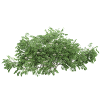 collection of Chinese Elderberry plants with realistic style png