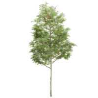 3d illustration of Rowan trees isolated on transparent Canvas png