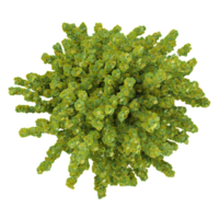 3d illustration of Fagus sylvatica dawyck plants isolated on transparent canvas from top view png