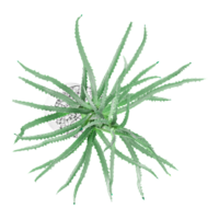 top view of aloe plant in pot isolated canvas png