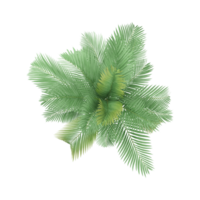 3d illustration of Areca palm trees isolated on transparent Canvas from top view png