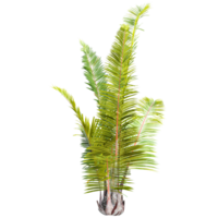 3d illustration of Raphia farinifera trees isolated on transparent Canvas png