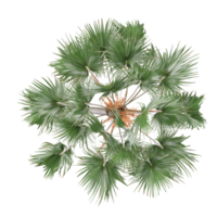 collection of borassus flabellifer tree isolated on transparent Canvas from the top view png