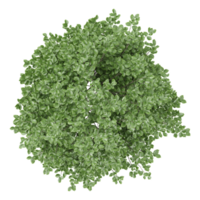 collection of Crenata plants with realistic style from top view png