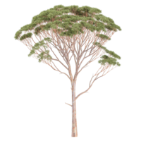 3d rendering of Eucalyptus tree isolated on transparent Canvas png