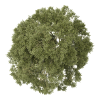 3d illustration of Australian Eucalyptus trees isolated on transparent Canvas from top view png