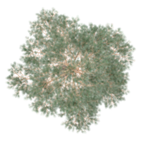 3d illustration of Eucalyptus tree isolated on transparent Canvas from top view png