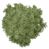 3d rendering of Rowan tree isolated on transparent Canvas from th top view png