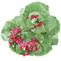 3d Rendering Zonal geranium flower plant in pot With Transparent Canvas from the top view png