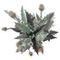 3d illustration of Thistle isolated on transparent canvas from top view png