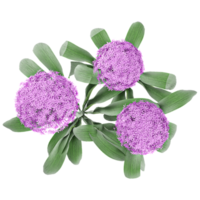 3d illustration of Giant Allium plants isolated on transparent canvas from top view png