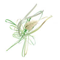set of cortaderia jubata grass isolated on transparent Canvas from the top view png