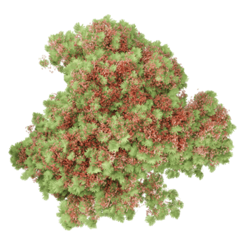 samling av delonix regia träd isolerat på transparent duk från de topp se png