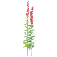 3d Rendering Zonal geranium flower plant in pot With Transparent Canvas png