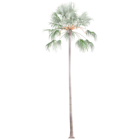 collection of borassus flabellifer tree isolated on transparent Canvas png