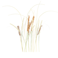 3d Rendering Of Meadow rice grass on Transparent Canvas png