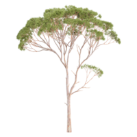 3d illustration of Eucalyptus tree isolated on transparent Canvas png