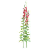 Collection of Zonal geranium plant isolated on transparent Canvas png
