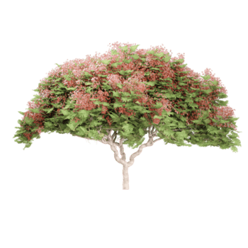 samling av delonix regia träd isolerat på transparent duk png
