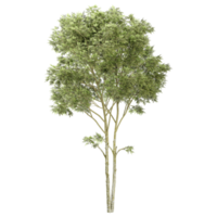 3d rendering of Australian Eucalyptus tree isolated on transparent Canvas png