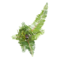 3d illustration of Raphia farinifera trees isolated on transparent Canvas from top view png