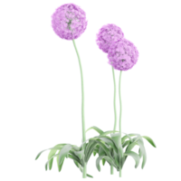 3d illustration of Giant Allium plants isolated on transparent canvas png