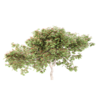 3d Rendering Of Delonix regia tree With Transparent Canvas png