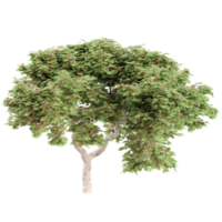 3d rendering of Delonix regia tree isolated on transparent Canvas png