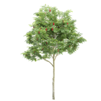 Green Rowan Tree isolated on transparent Canvas png