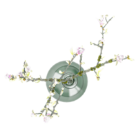 3d rendering of flowers and ornamental plants in pots from the top view png