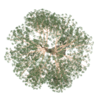 Collection of Eucalyptus tree isolated on transparent Canvas from the top view png