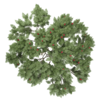 Green Rowan Tree isolated on transparent Canvas from top view png