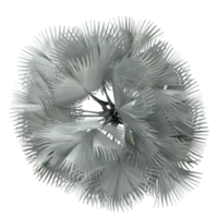 3d Rendering Bismarck palm tree in pot With Transparent Canvas from the top view png