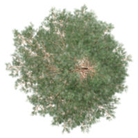 3d rendering of Eucalyptus tree isolated on transparent Canvas from the top view png