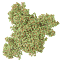 3d Rendering Of Delonix regia tree With Transparent Canvas from top view png