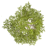 Green Loblolly pine Tree isolated on transparent Canvas from top view png