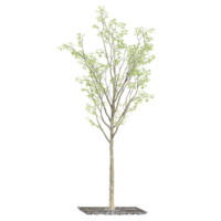 3d illustration of Himalayan Birch tree isolated on transparent canvas png