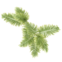 3d rendering of Betel Nut Tree isolated on transparent Canvas from the top view png