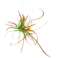 Collection of Tufted Grass isolated on transparent Canvas from the top view png