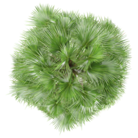 collection of Washingtonia filifera palm with realistic style from top view png