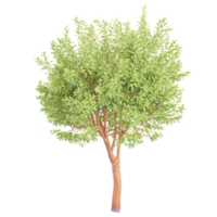 3d rendering of American Beech Plant isolated on transparent Canvas png