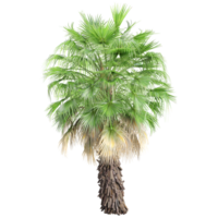 collection of Washingtonia filifera palm with realistic style png